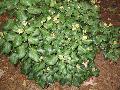 Persian Ivy / Hedera colchica 